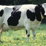 grazing-cow-1b