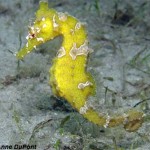 linedseahorse