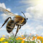 bee-flying