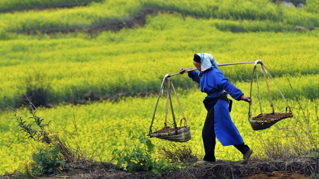 What Chinese Farmers Can Teach Us About Uncertainty